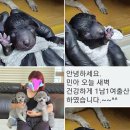 일프로 애견 | 실버푸들교배, 토이푸들교배, 푸들교배, 일프로 ♥ 민아 (출산소식)