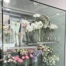 밀테플레르 이미지