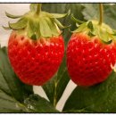 이수뜨락 이미지