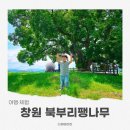 창원가볼만한곳 우영우 촬영지 창원 북부리 팽나무 아이와 다녀온 후기