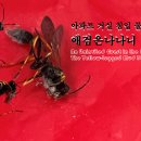 아파트 거실 침입 불청객 – 애검은나나니The Yellow-Legged Mud Dauber 이미지