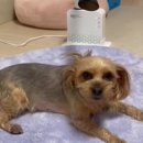 펫파트너 주식회사 | [고객 리얼 후기] 강아지 털 말릴 때