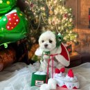 닥터강동물병원 이미지