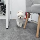 희희퍼피 이미지