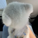 개타냥 네이버블로그