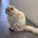 호안안경 이미지