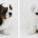 요크독애견샵 이미지