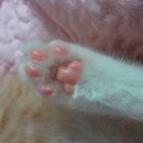 묵이네 냥이 티스토리