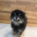 멍멍이냥 이미지