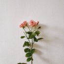 연세프라임병원 이미지