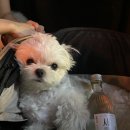 덕비네수제간식 이미지