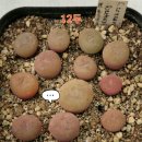 리갈.칼반SB1102.붉은콘카붐.코노믹스