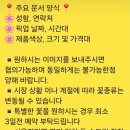 꽃피당