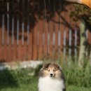 여주-0898 이미지