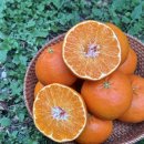 명월농장 이미지