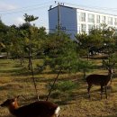 안심사슴농장 이미지