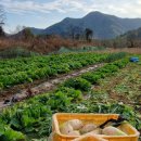 불로식당 이미지