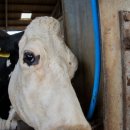 카우목장 이미지