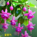 꽃향기 Daum카페