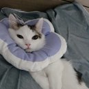 서울준동물병원 이미지