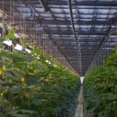 농부마을2 태양광발전소 | 농업 트렌드로 뜨는 영농형 태양광｜농사 지으면서 전기 만드는 이유