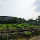 김종덕농장 이미지