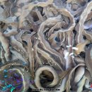 부산 해운대 전통시장 산곰장어 구이 2022년 4월 12일(화) 이미지