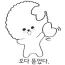 슈나애견미용 이미지