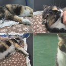 명수카센타 이미지