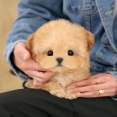 울산 강아지분양 미유펫 이미지