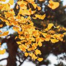 은행마을 이미지