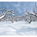 서일목장 이미지