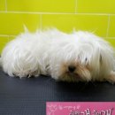 이뿌개 귀엽개 이미지