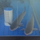 4653 | 일식요리학원 직장인의 사시미, 오로시 수업 후기