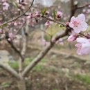 유채하우스 이미지