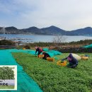 다도해농수산영농조합 | 거문도 해풍 쑥가루, 문정희가 극찬한 '30년 변비 해결' 비법 대공개!🌿