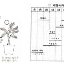 [분재 600선] 392~397. 수종별 분재가꾸기 - 배롱나무 이미지