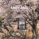 매화작은도서관 | 경상도 매화 명소 밀양향교 내 맘 속 1등 3월 1일 실시간 개화 모습