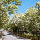 이팝나무길 이미지