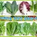 웰빙시골쌈밥 네이버블로그