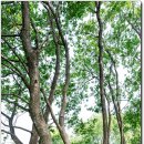 일랑일랑 이미지