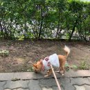 애견호텔 나무야 이미지