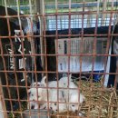 안다 동물보호소 이미지