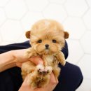 부산강아지분양 테디럽 명지본점 이미지