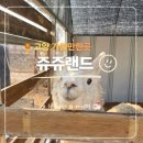 워시랜드 | 고양 쥬쥬랜드 서울 근교 아이랑 가볼만한 곳 알파카 먹이주기 후기