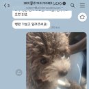 포포 데이케어 이미지