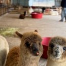 대춘목장 이미지