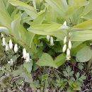 둥굴레펜션 이미지