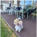 댕그라운드 | 해운대애견카페플레이스 반려견과의 행복한 시간, 댕그라운드 애견카페 방문 후기