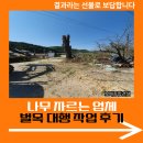 포곡-23 | 나무 자르는 업체 벌목 대행 작업 후기
